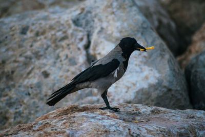 Close-up of bird perching on rock