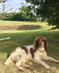 Dog sitting on field against trees