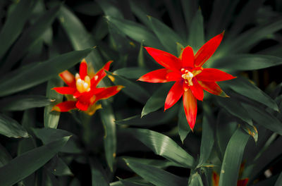 Close-up of red flowering plants