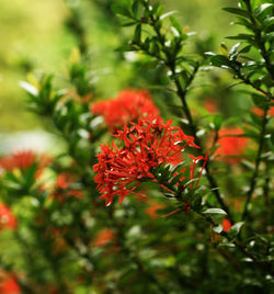 Close-up of red flowering plant