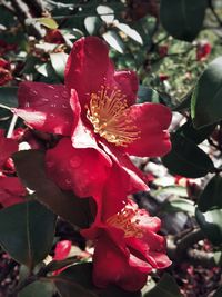 Close-up of red hibiscus flower