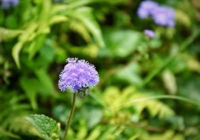 Close-up of purple flowering plant