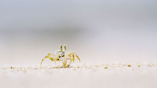 Close-up of spider