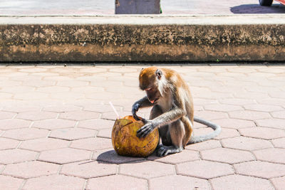 Monkey sitting on a footpath