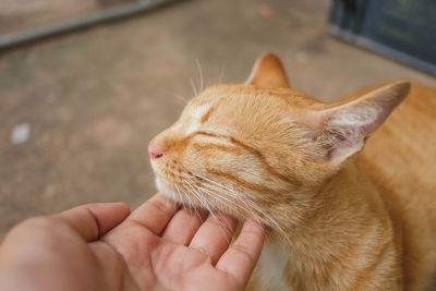 Close-up of cat