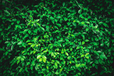 Full frame shot of fresh green plants