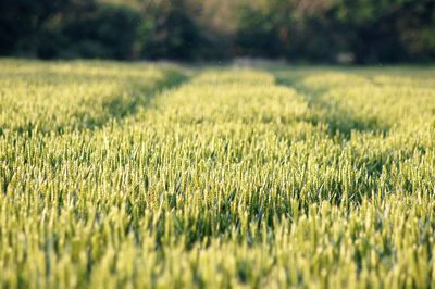 Grass growing on field