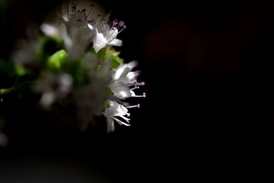 Close-up of flower blooming against black background