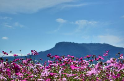 Close-up of pink flowers against sky