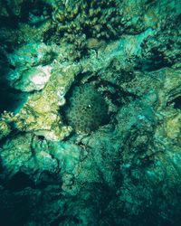 Full frame shot of fish underwater