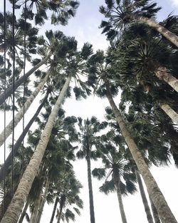 Low angle view of trees against sky