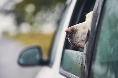 Close-up of a dog looking through car window