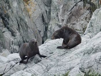 Sea sitting on rock formation
