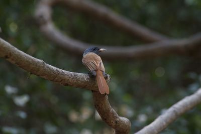 Close-up of bird perching on branch