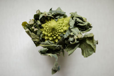 Close-up of vegetable over white background