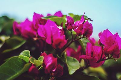 Close-up of pink flowers against sky