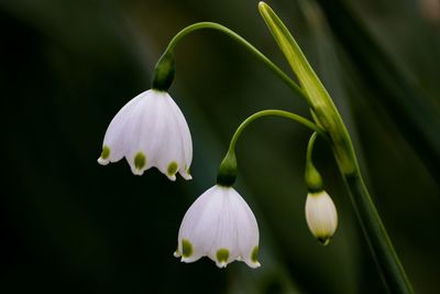 Close-up of white flowering plant