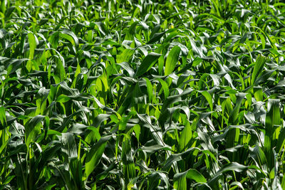 Full frame shot of corn field