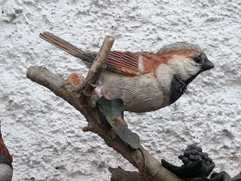 High angle view of bird on wood during winter