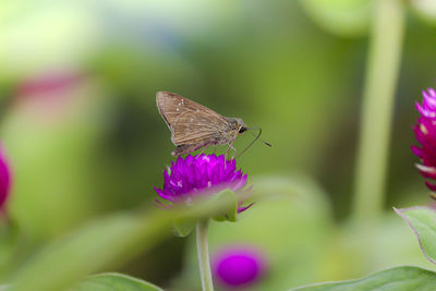 Close-up of butterfly pollinating on purple flower