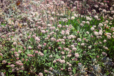 Close-up of flowers blooming outdoors