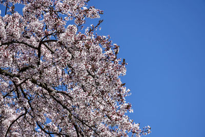 Lush blossom of wild plum tree against clear blue sky. pink fresh flowers. copy space.