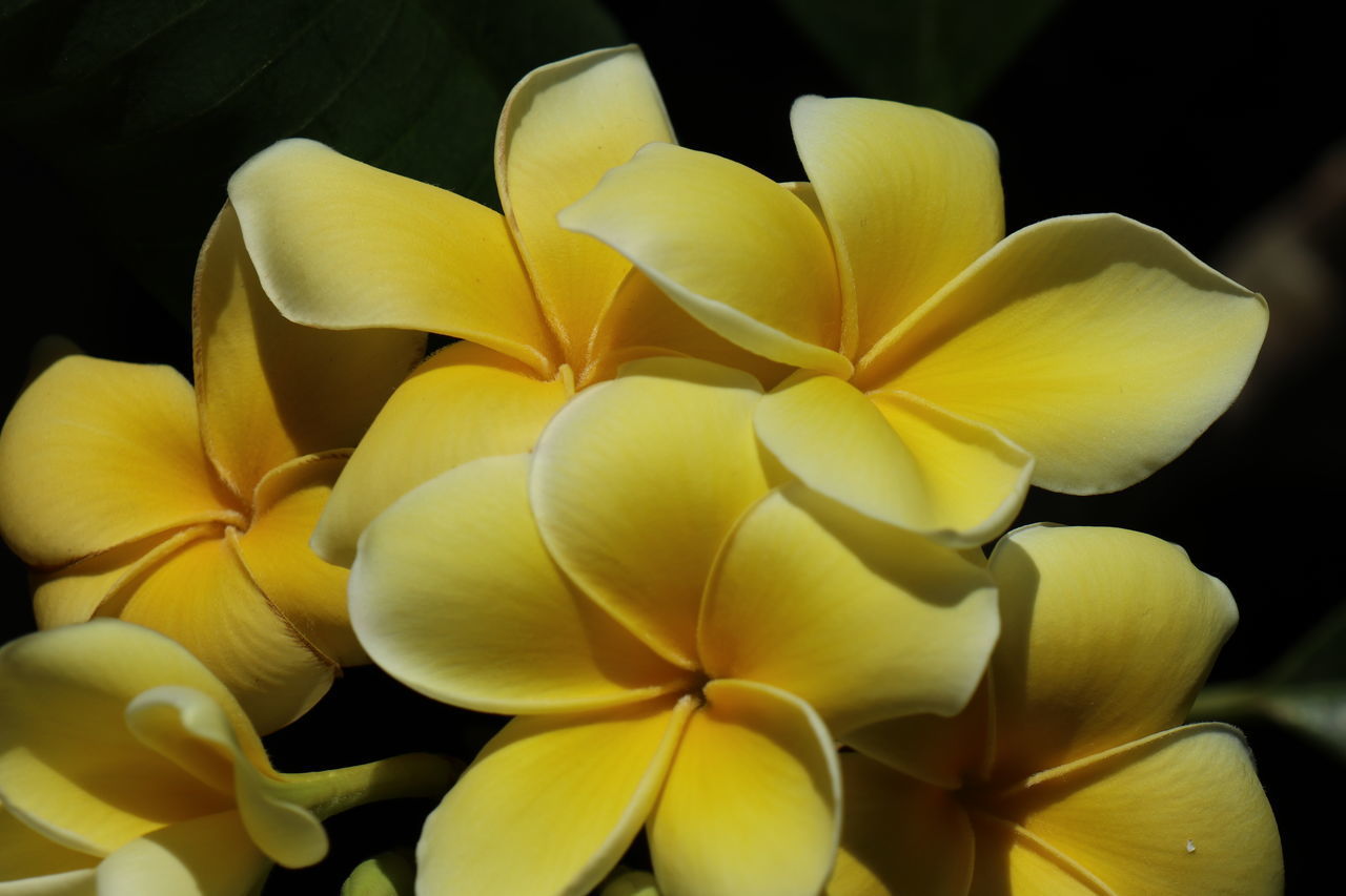 CLOSE-UP OF YELLOW FLOWERS