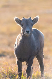 Portrait of elephant on field