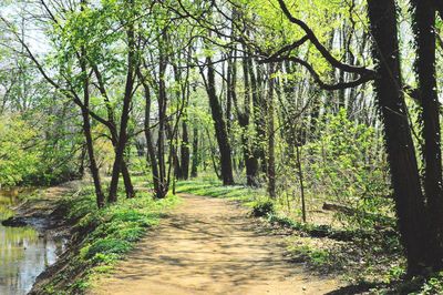 Trees in forest