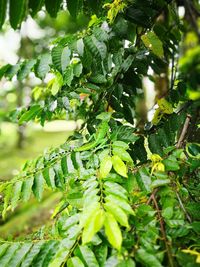 Close-up of fern