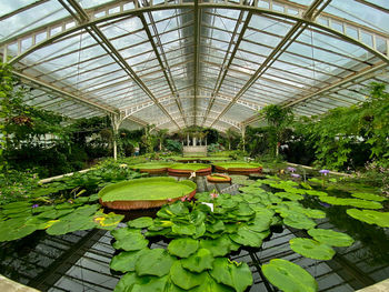 Water lilies in greenhouse