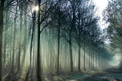 Trees in forest