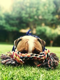 Dog lying down in backyard with rope toy