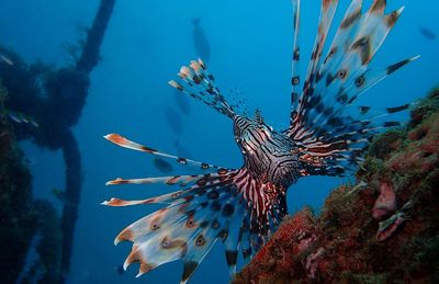 Lion fish payar island