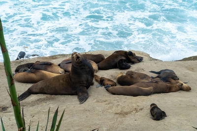 High angle view of sea lion