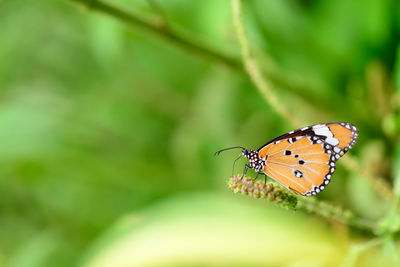 Butterfly on plant