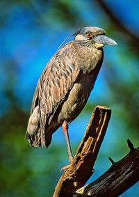 Close-up of bird perching on wood