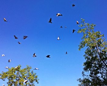 Low angle view of birds flying in the sky