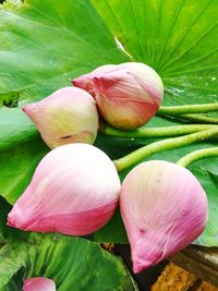 Close-up of pink roses on plant