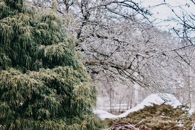 Trees on snow covered land