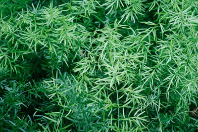 Full frame shot of plants