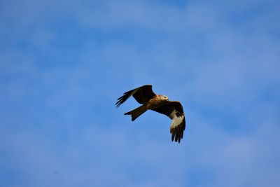 Low angle view of red kite flying in sky