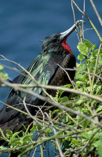 Close-up of bird perching on a branch