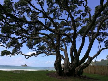 Tree by sea against sky