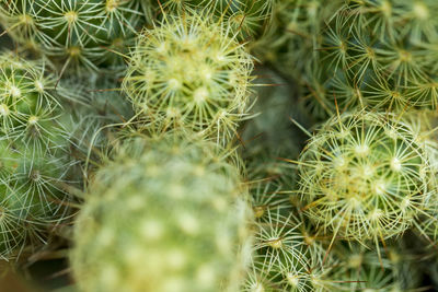 Full frame shot of cactus