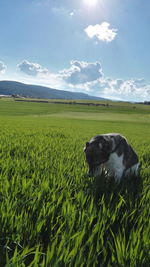 Dog sitting on grassy field