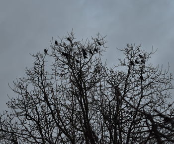 Low angle view of silhouette bare tree against sky