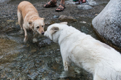 High angle view of two dogs standing on rock