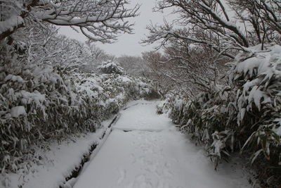 Snow covered walkway amidst plants