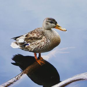 Close-up of bird perching on a lake